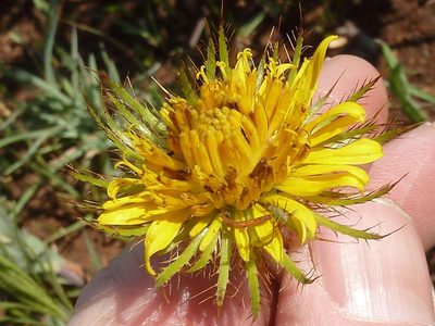 Berkheya insignis, photographed by Andrew Hankey