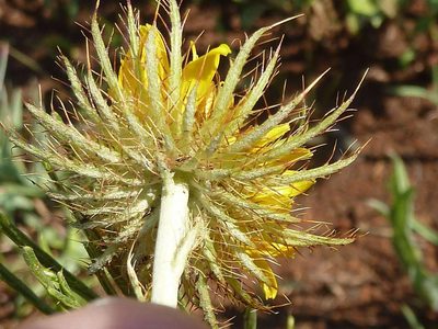 Berkheya insignis, photographed by Andrew Hankey