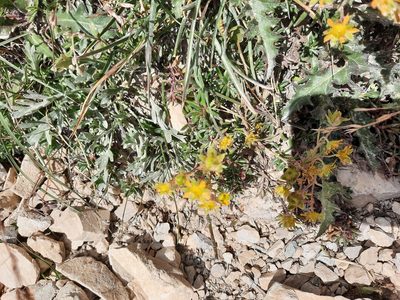 Saxifraga aizoides, photographed by Sandra Cellina
