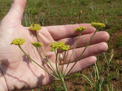 Afrosciadium magalismontanum, photographed by Andrew Hankey