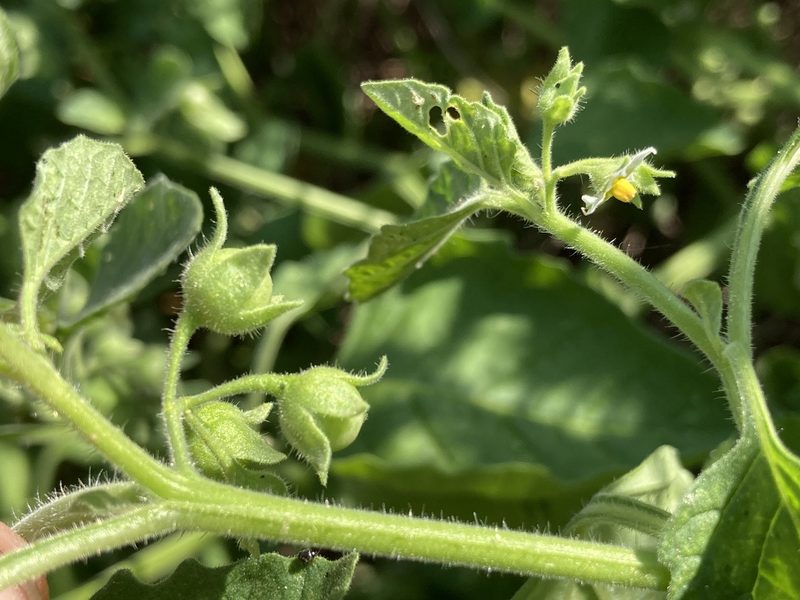 Solanum sarrachoides, photographed by David Matthew