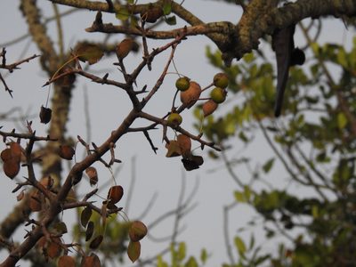 Pyrus bourgaeana, photographed by Duarte Frade