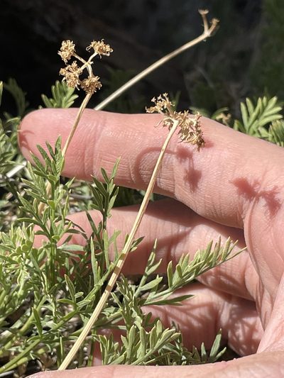 Cymopterus sessiliflorus, photographed by Bobby McCabe