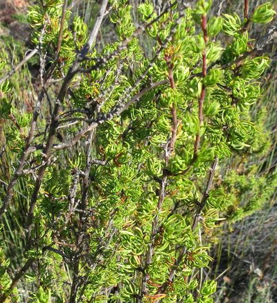 Cliffortia arcuata, photographed by Di Turner