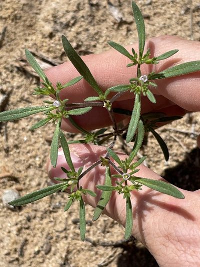 Nama dichotoma, photographed by Bobby McCabe