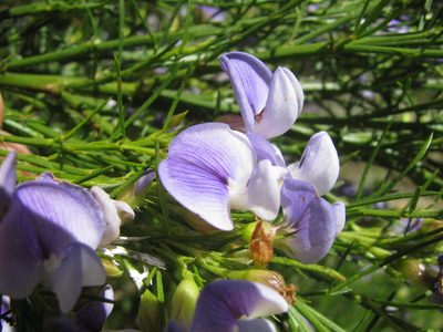 Psoralea filifolia, photographed by douglaseustonbrown