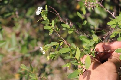 Englerodaphne subcordata, photographed by Brian du Preez