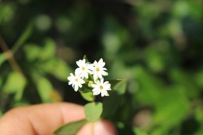 Englerodaphne subcordata, photographed by Brian du Preez