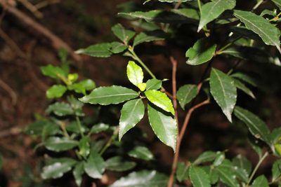Excoecaria simii, photographed by Brian du Preez