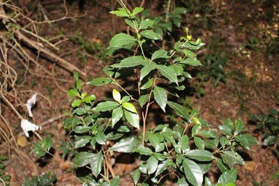 Excoecaria simii, photographed by Brian du Preez