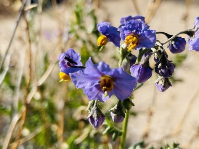 Solanum pinnatum, photographed by Francisco E. Fonturbel