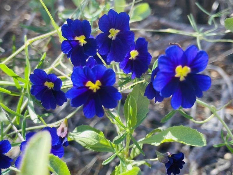 Tropaeolum azureum, photographed by Francisco E. Fonturbel
