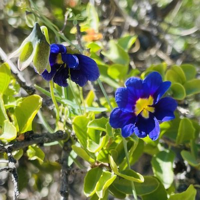Tropaeolum azureum, photographed by Francisco E. Fonturbel