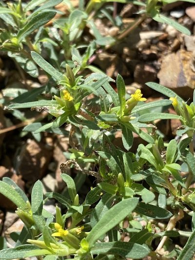 Pectis cylindrica, photographed by Daniel McNair