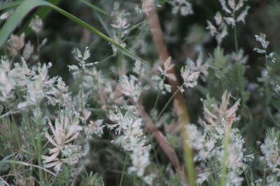 Eragrostis reptans, photographed by Clay