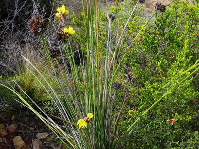 Bobartia robusta, photographed by Di Turner