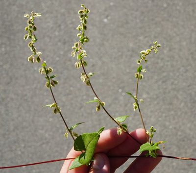 Fallopia dumetorum, photographed by Patrick Hacker