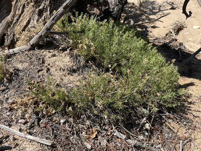 Cymopterus sessiliflorus, photographed by Bobby McCabe
