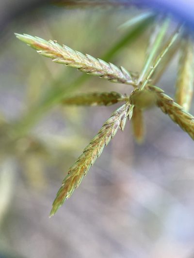 Cyperus filicinus, photographed by Zihao Wang