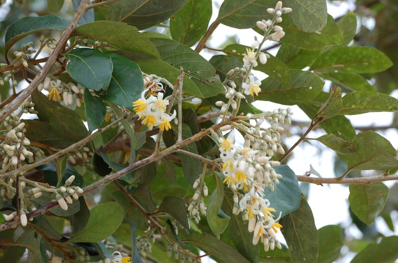 Styrax argenteus, photographed by Neptalí Ramírez Marcial