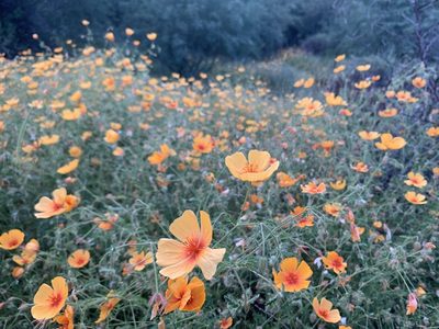 Kallstroemia grandiflora, photographed by Kenzie Anderson-Bell
