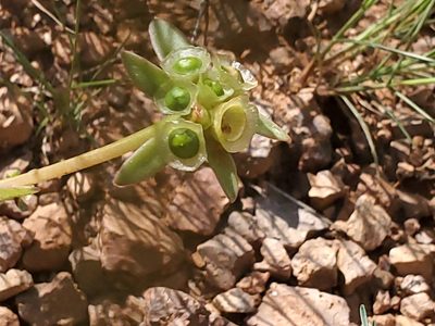 Portulaca umbraticola, photographed by Craig Martin