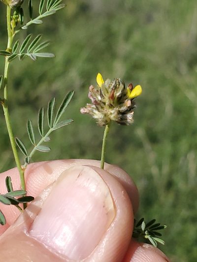 Dalea brachystachya, photographed by Craig Martin