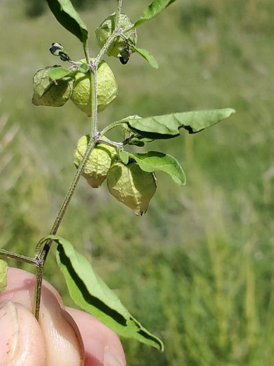 Physalis solanacea, photographed by Craig Martin
