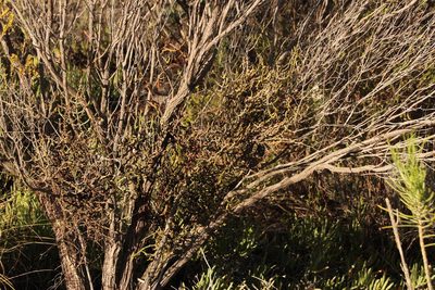 Passerina obtusifolia, photographed by Tony Rebelo