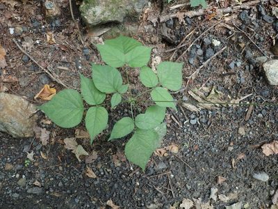 Hylodesmum glutinosum, photographed by Lynn Harper