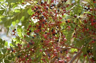 Pistacia mexicana, photographed by Neptalí Ramírez Marcial