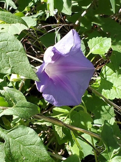 Ipomoea pubescens, photographed by Craig Martin