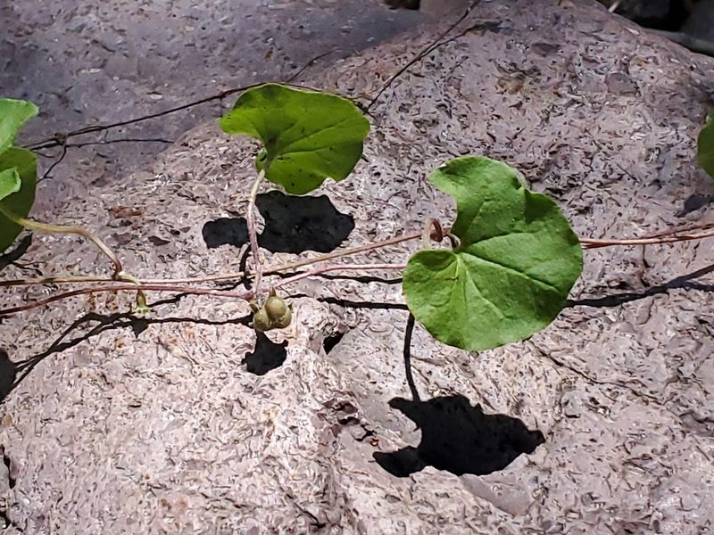 Dichondra brachypoda, photographed by Craig Martin