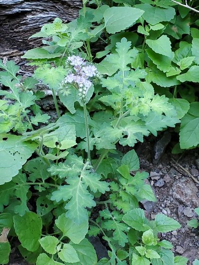 Phacelia rupestris, photographed by Craig Martin