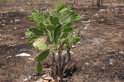 Opuntia dejecta, photographed by Neptalí Ramírez Marcial