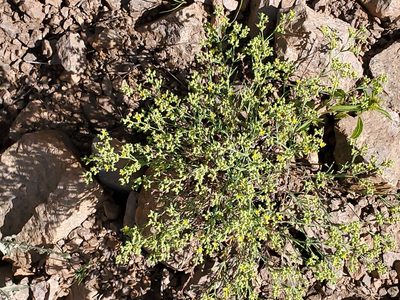 Paronychia jamesii, photographed by Craig Martin