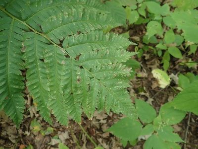 Dryopteris goldieana, photographed by Lynn Harper