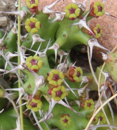 Euphorbia stellata, photographed by Nicola van Berkel