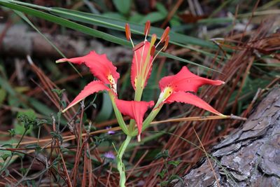 Lilium catesbaei, photographed by Lauren McLaurin
