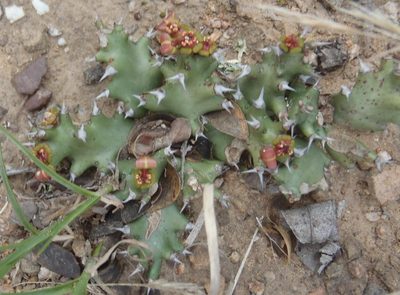 Euphorbia stellata, photographed by Nicola van Berkel