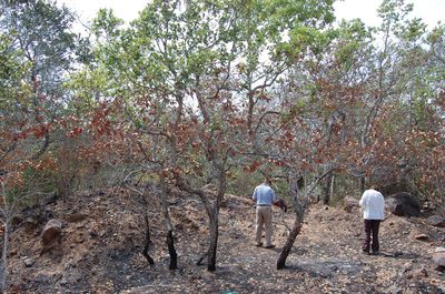 Quercus oleoides, photographed by Neptalí Ramírez Marcial