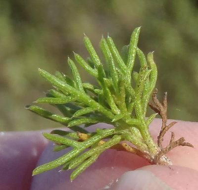 Ursinia scariosa, photographed by Nicola van Berkel