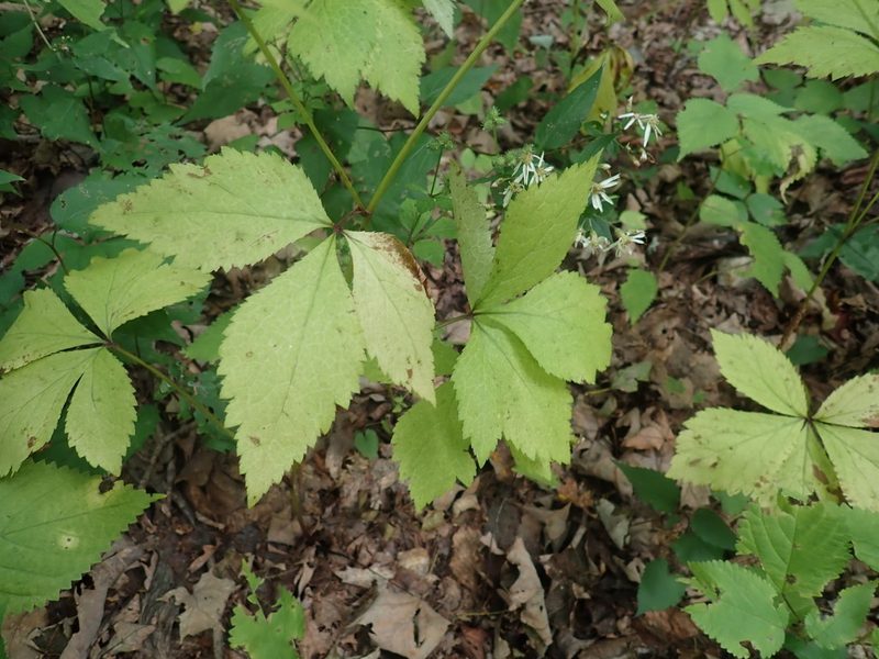 Sanicula trifoliata, photographed by Lynn Harper
