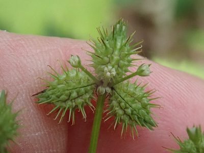 Sanicula trifoliata, photographed by Lynn Harper
