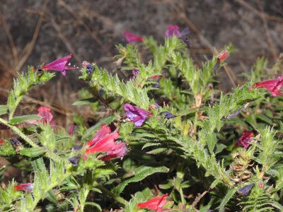 Echium rosulatum, photographed by Duarte Frade