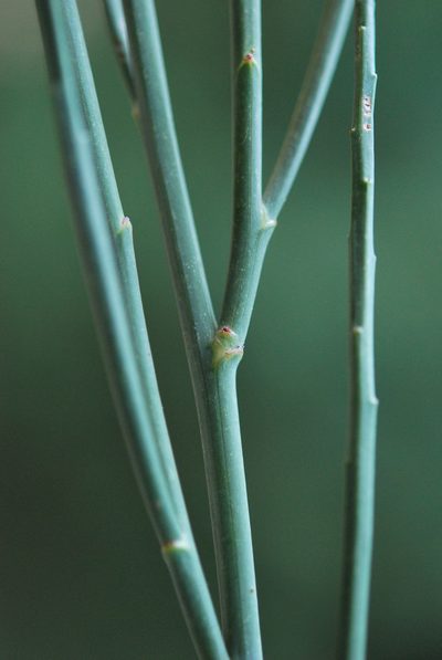 Indigofera gifbergensis, photographed by Charles Stirton