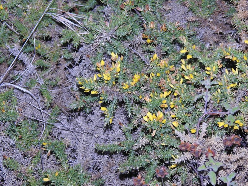 Ulex minor, photographed by Duarte Frade