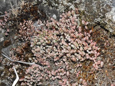 Sedum brevifolium, photographed by Duarte Frade