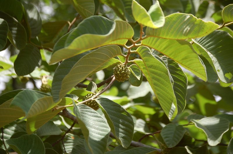 Annona holosericea, photographed by Neptalí Ramírez Marcial