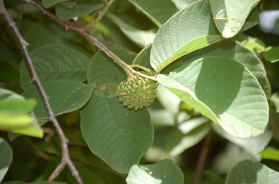 Annona holosericea, photographed by Neptalí Ramírez Marcial